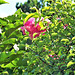 Wild rose in amongst the pittisporum