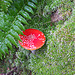 Herbstpilz im Waldteppich