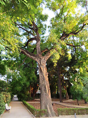 Valencia: Jardín botánico, 36