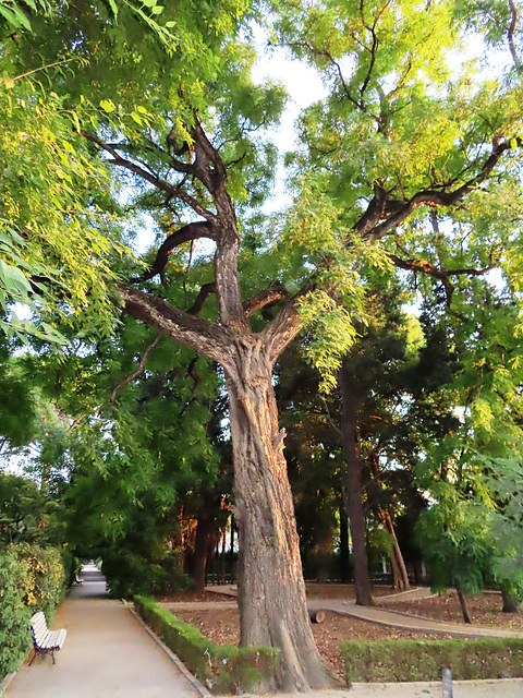 Valencia: Jardín botánico, 36