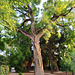 Valencia: Jardín botánico, 36