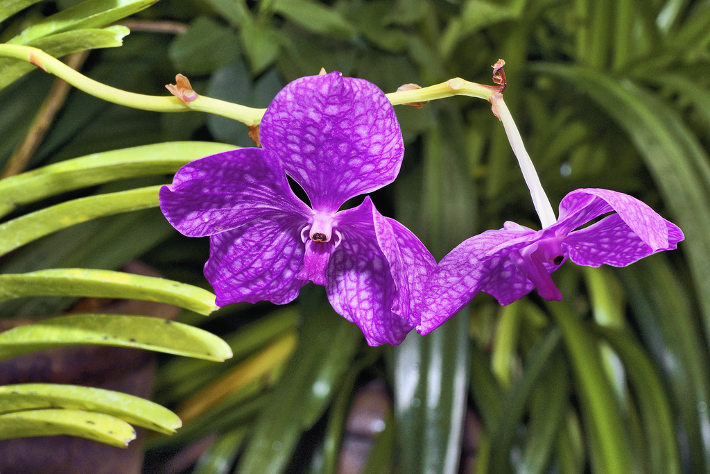 Purple Orchid – Conservatory of Flowers, Golden Gate Park, San Francisco, California