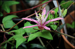 Passiflora sanguinolenta