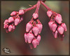 114/366: Manzanita Buds (+3 in notes)