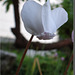 Cyclamen neapolitanum blanc.