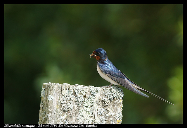 DSC04380 - Hirondelle rustique