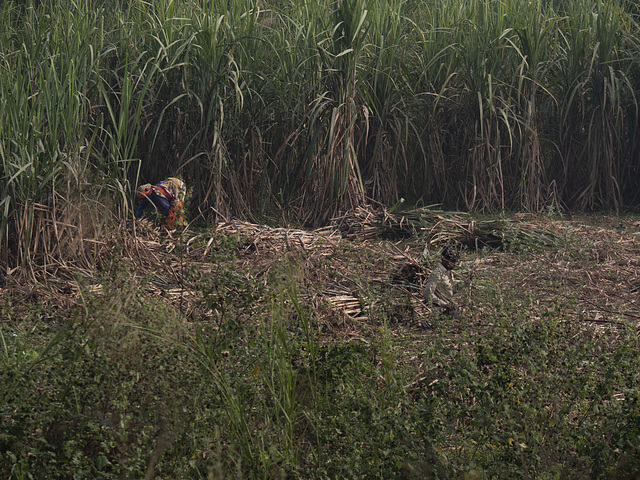 woman cutting sugarcane