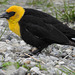 Yellow-headed Blackbird / Xanthocephalus xanthocephalus