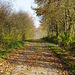 Herbstlicher Weg an der Sieber IV