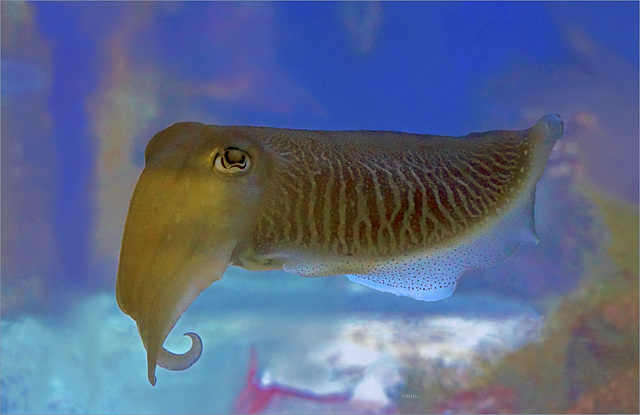 Common cuttlefish