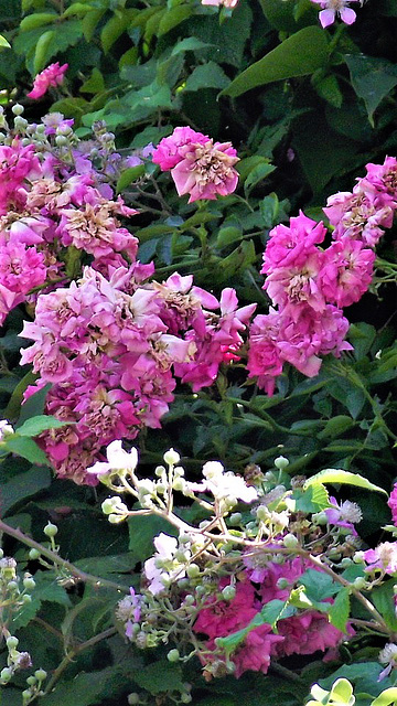 More of the wild roses and blackberries