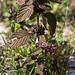 20140911 5153VRAw [NL] Terschelling