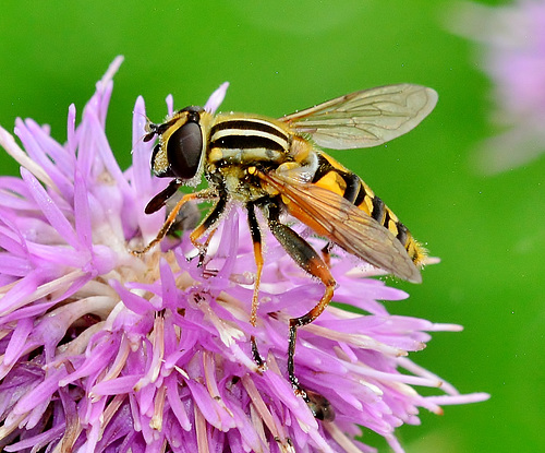 Hoverfly. Helophilus pendulus