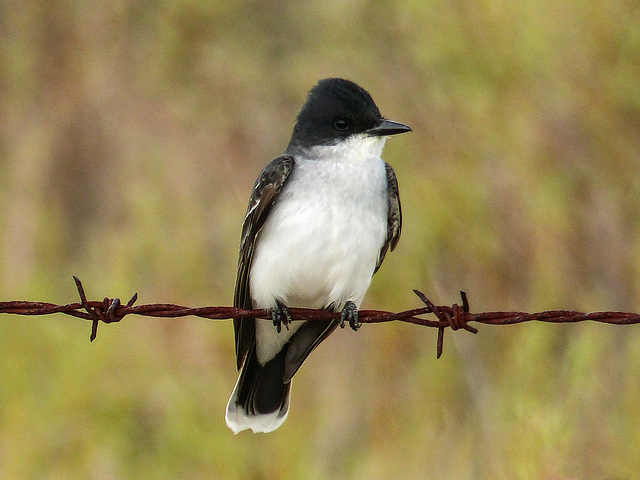 Eastern Kingbird