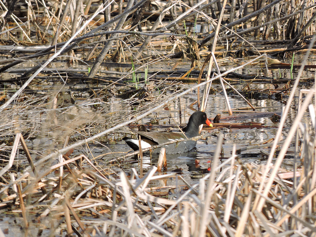 Common Gallinule