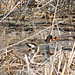 Common Gallinule