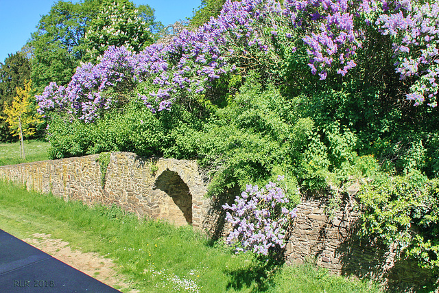 Hundisburg, Fliederblüte am Schlosspark