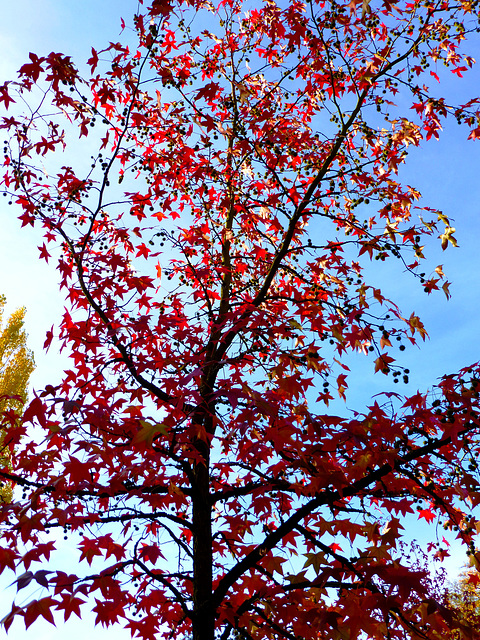 DE - Bad Neuenahr - Colours of Autumn