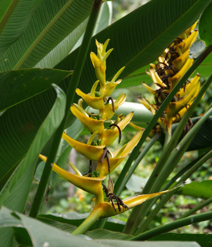 Heliconia