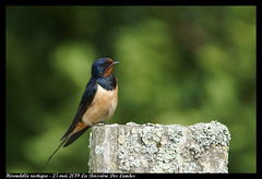 DSC04487 - Hirondelle rustique