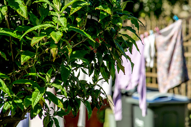 Washing Line, April, 2020