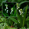 MUGUET PORTE BONHEUR