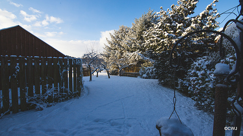 Overnight snowfall - at dawn