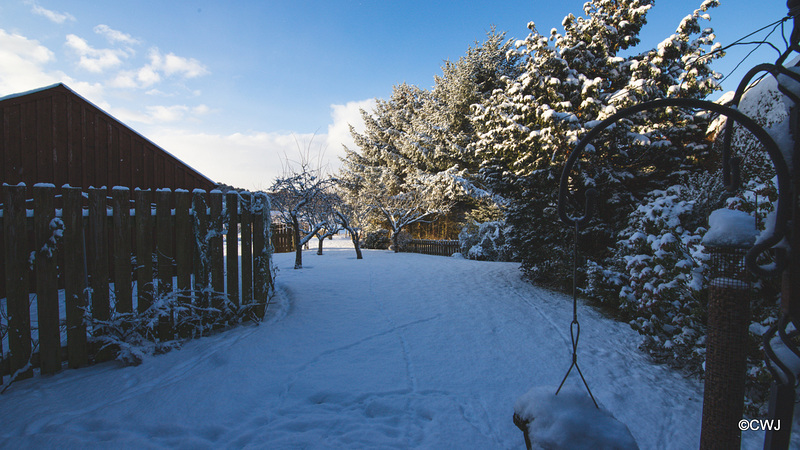 Overnight snowfall - at dawn
