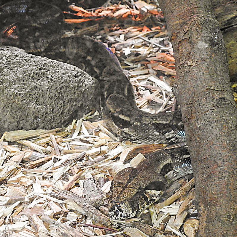 20210709 1536CPw [D~OS] Boa-Constrictor Zoo Osnabrück