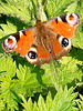 Happy week-end my friends