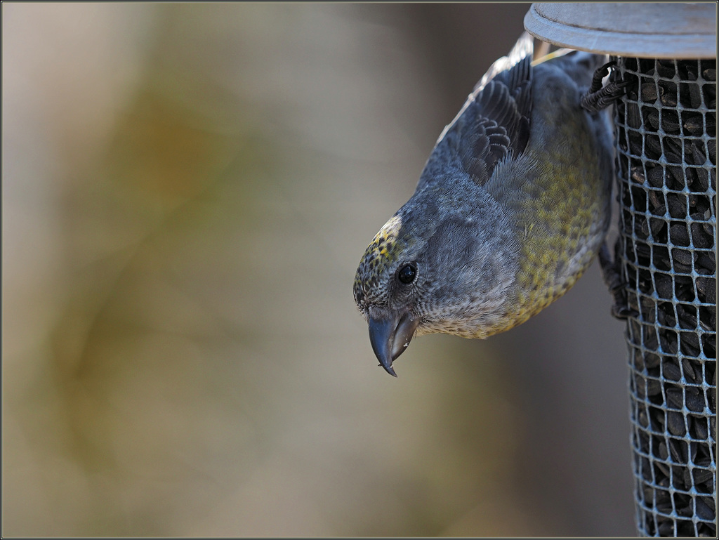 When birds do sing, sweet lovers love the spring