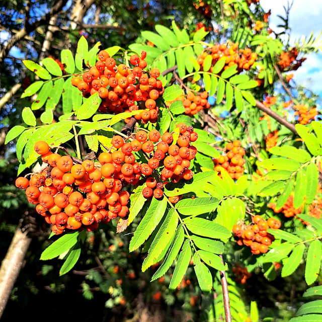 Eberesche / Vogelbeere (Sorbus aucuparia)