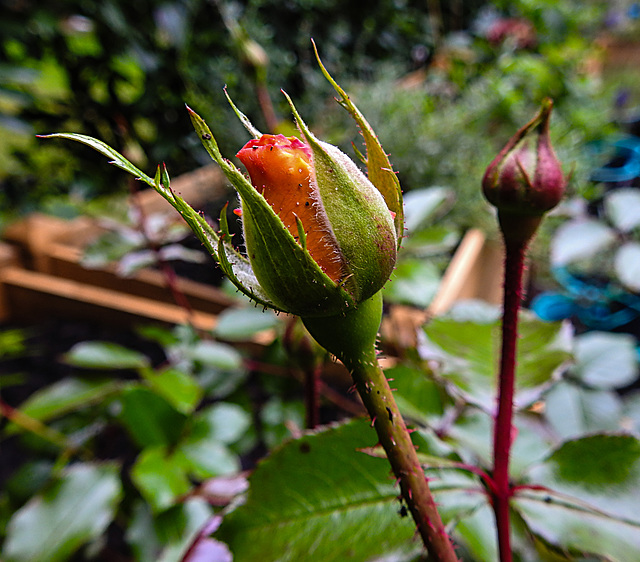 20221005 1819CPw [D~LIP] Beetrose (Rosa 'Noack Westzeit'), Bad Salzuflen