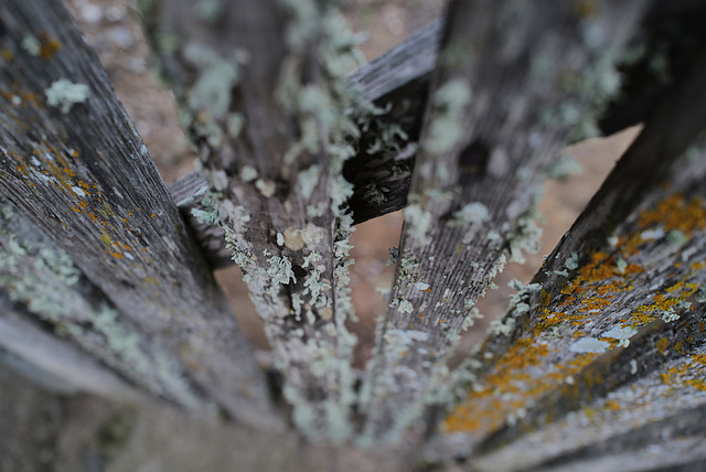 Wood and lichens, textures in Penedos