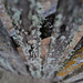Wood and lichens, textures in Penedos