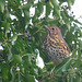 Thrush and berries