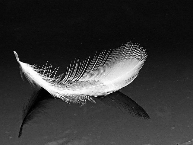 White feather - a symbol of peace