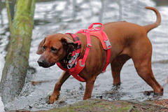 EOS 6D Peter Harriman 16 10 17 26195 scarlett2 dpp