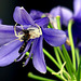 Dans mon jardin