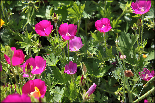 Callirhoe involucrata