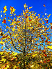 BE - Jalhay - Colours of Autumn
