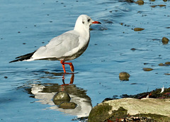 Spaziergang durch den See