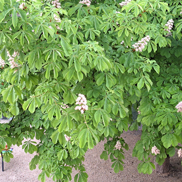 Gewöhnliche Rosskastanie (Aesculus hippocastanum)