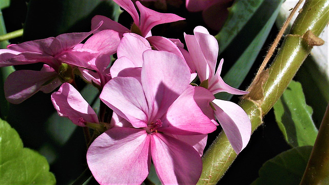 Sun shining on the pink geranium