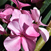 Sun shining on the pink geranium