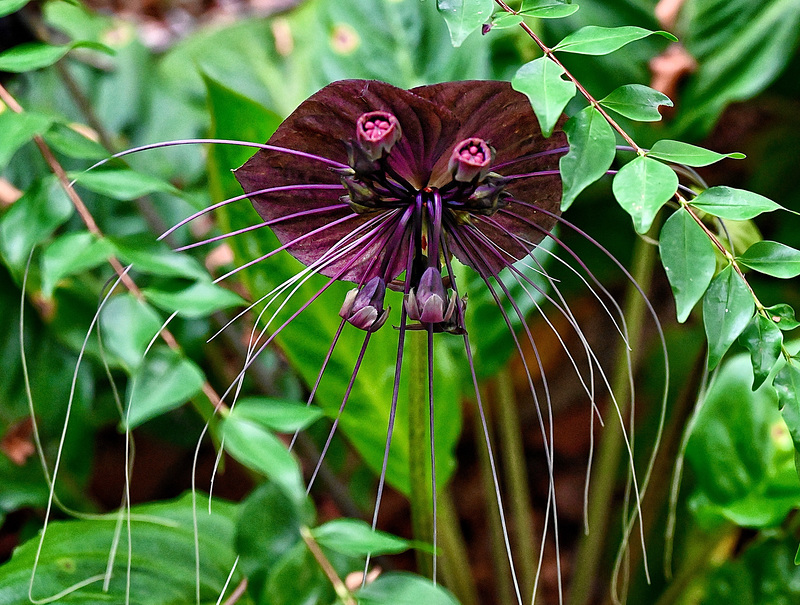 Bat flower