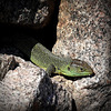 Lézard vert ( Lacerta bilineata )