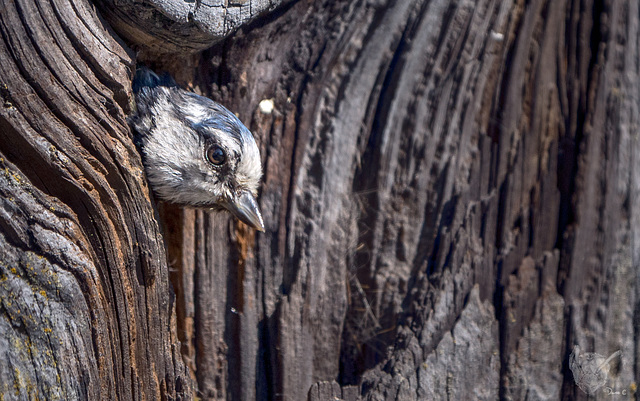 Blue Tit Nest