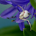 Dans mon jardin