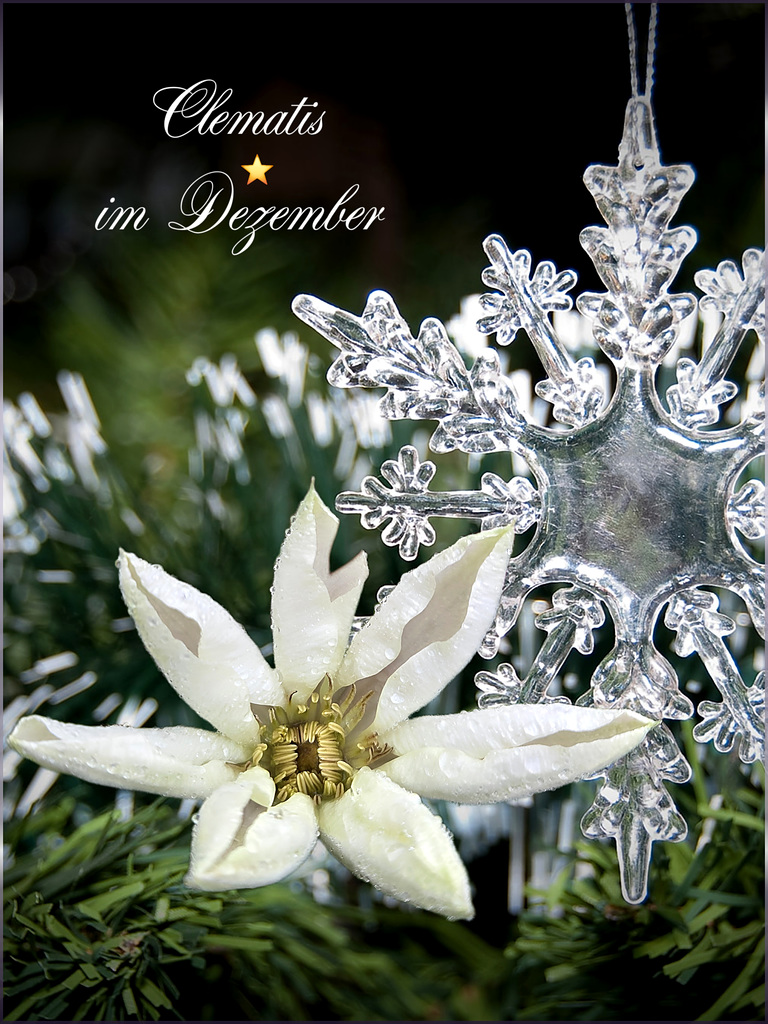 Clematis